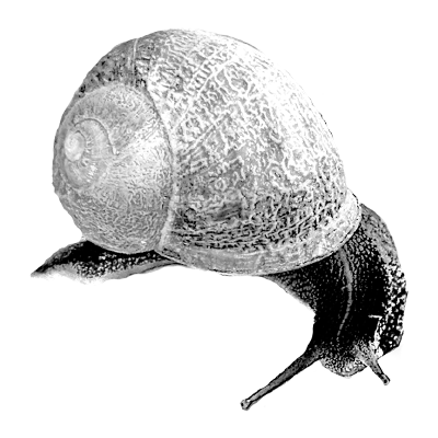 snail